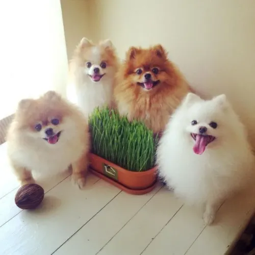 Lulu da Pomerania Presença que transforma o ambiente