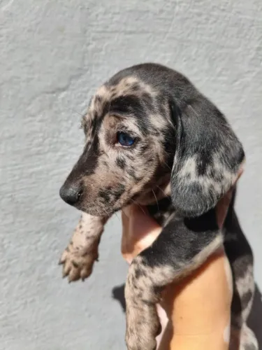 Dachshund: Pronto para Ir para Sua Nova Família