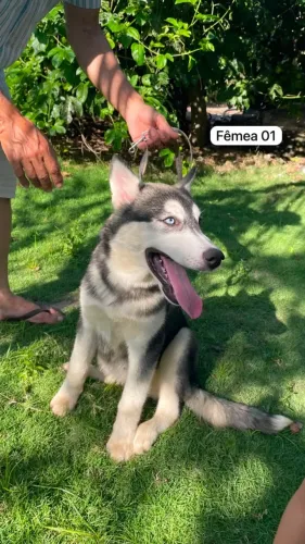Husky Siberiano com pedigree! - Já aplicada as 3 vacinas - últimas filhotes disponíveis!