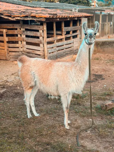 Lhama