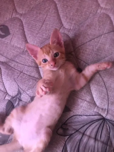 Gatinhos