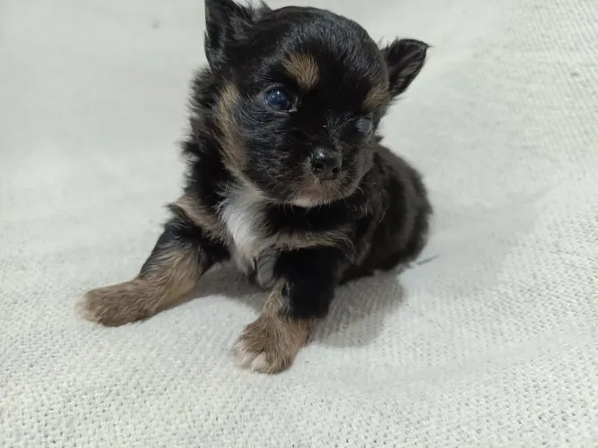 Machinhos de chihuaua pelo longo