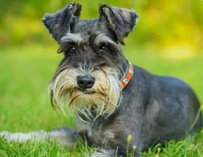 Encantadores schnauzer