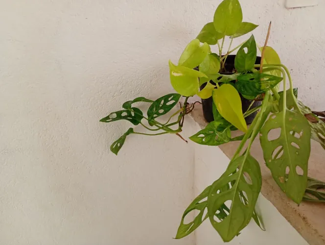 Monstera Adansonii... Planta Naturalmente Furadinha