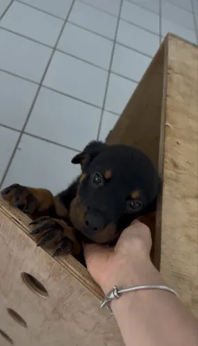 Filhote Rottweiler cabeça de touro 