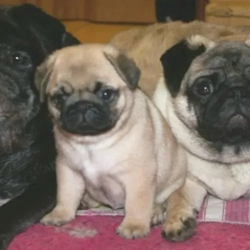 Filhotes de Pug | Amor que abala o coração.
