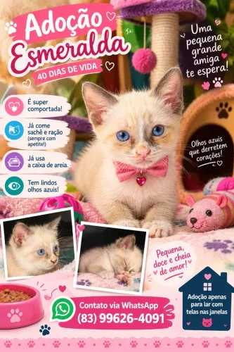 Gatos para doação