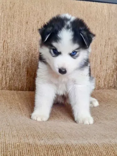 Belíssimo filhotes Husky Siberiano machos e fêmeas vacinados
