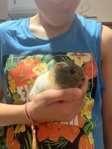 Doação porquinho da índia