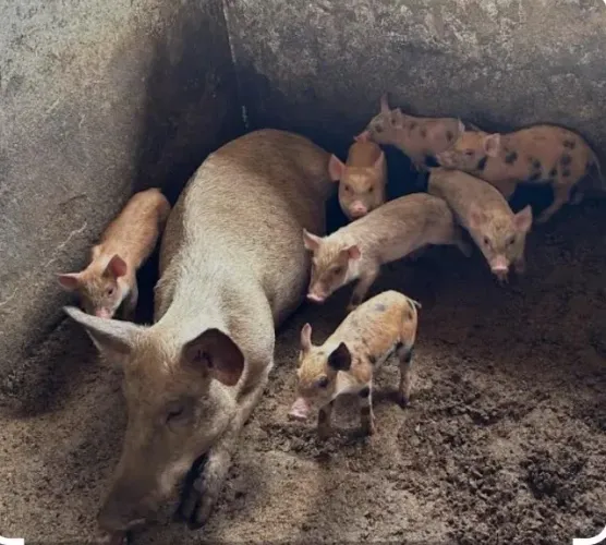 Estou doando porcos
