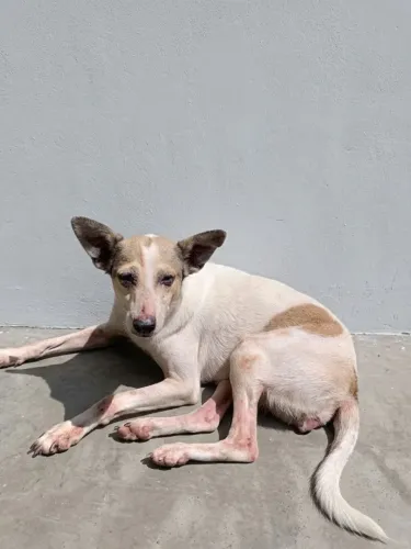 Cachorrinha para adoção