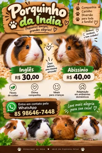 PORQUINHO DA ÍNDIA À VENDA
