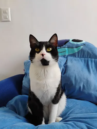 Gato macho 11 meses castrado 