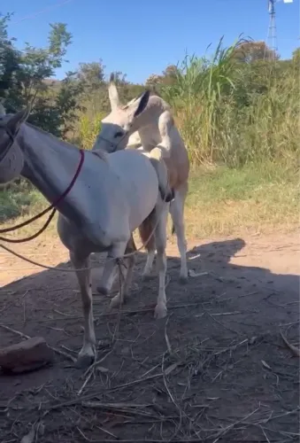 Vendo égua prenha de jumento 