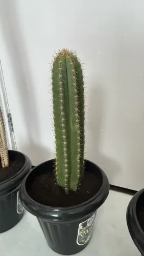 Cacto Cereus