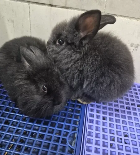 Mini coelhos europeus