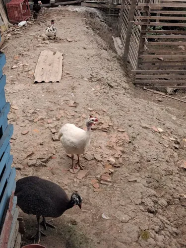 Casal de capote