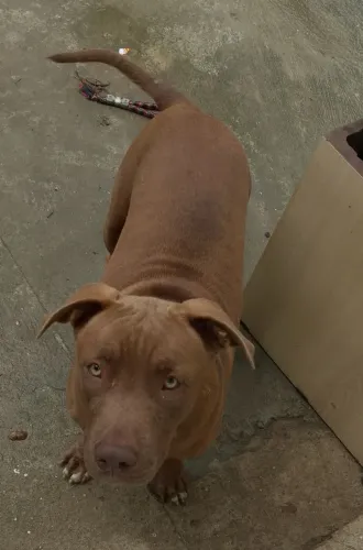Cachorro Pit monster 