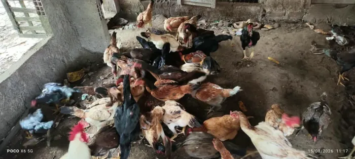 Venda permanente galinha, ovos e pintos de capoeira..