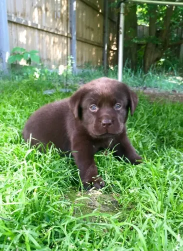 Labrador Retriever,Labrador Retriever Filhote Vacinado e Vermifugado