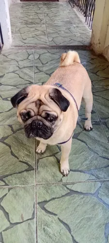 Doação de pet
