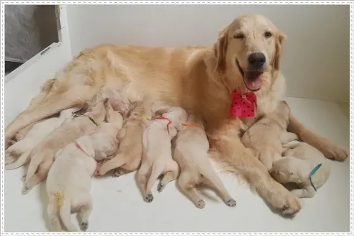 Golden Retriever Macho e Fêmea com Pedigree.