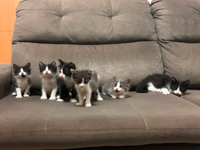 Filhotes de gatinhos
