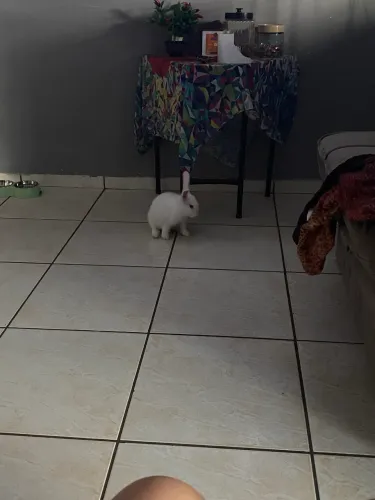 Vendendo um coelho 