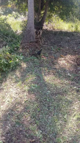 Vendo terreno em peroba boa localidade
