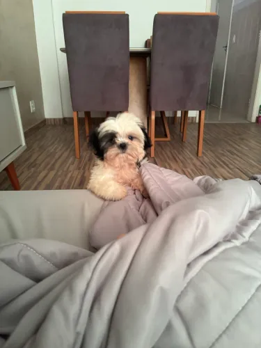 Vendo Shih Tzu Macho 