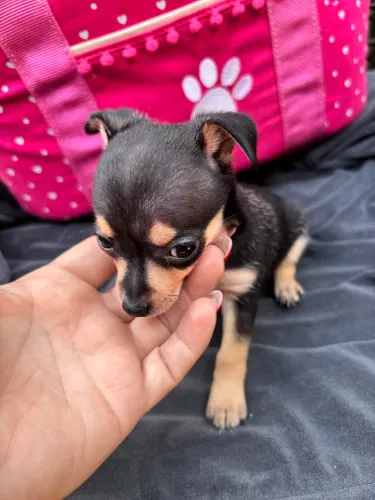 Pinscher fêmea