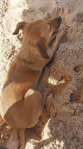 Pet pra adoção