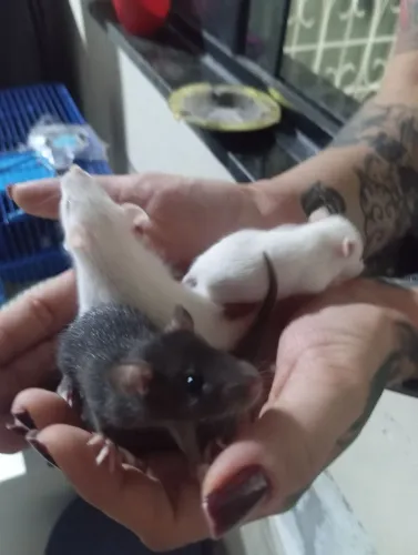 ? Ratos Twister disponíveis ?