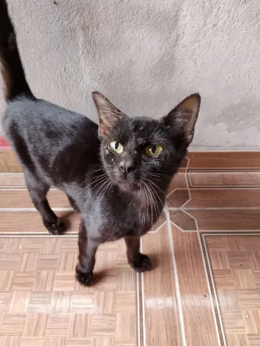 Gata doação
