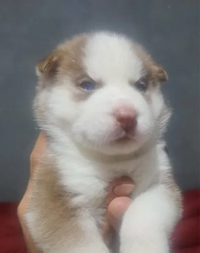 Husky Siberiano filhotes bem cuidados disponíveis
