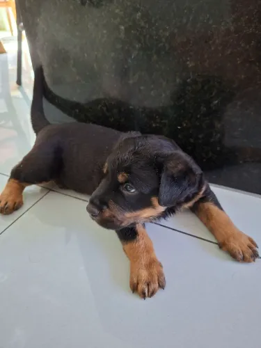 Filhote Rottweiler