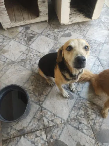 Cachorro para adoção adestrado 
