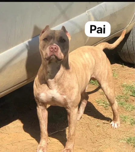 Vendo filhotes de American bully e pitbull