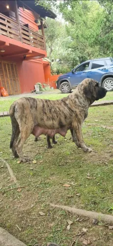 Filhotes de Fila brasileiro puros