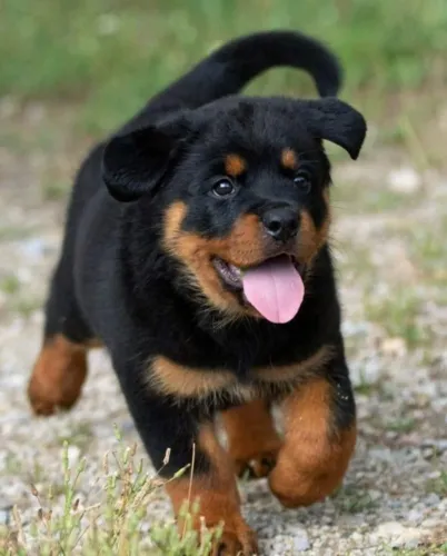 Rottweiler Um vínculo que se forma com equilíbrio
