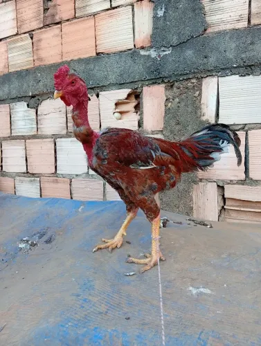 Galo indio gigante com caipira polaco