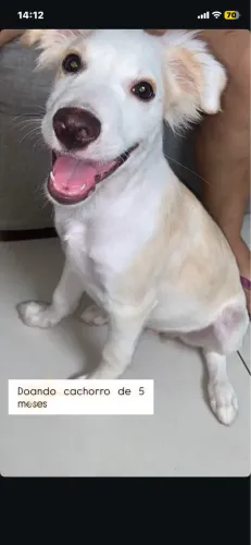 Doando cachorro de 6 meses