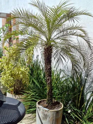 Palmeira Fenix