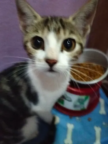 Adoção responsável, linda gatinha