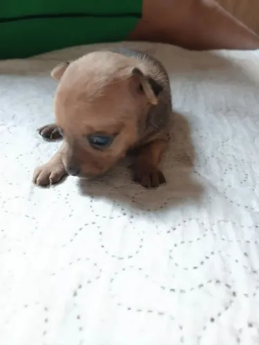 Cachorrinho 