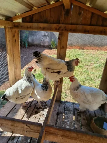 Vendo galinha Light Sussex