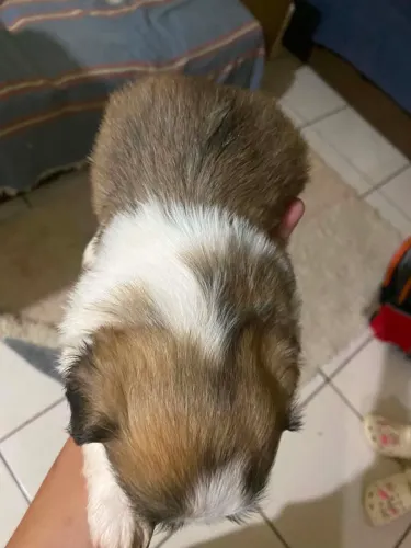 Vendo shitzu