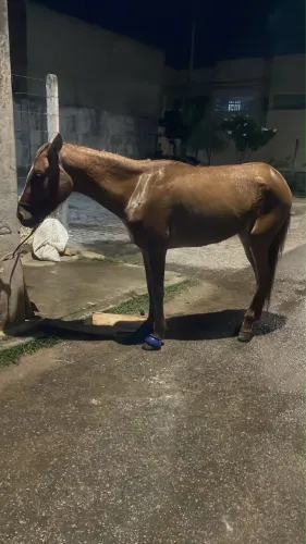 Pordinha nova