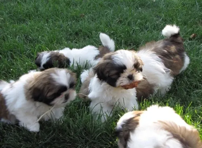 Shih tzu Mini - lindos mocinhos em promoção