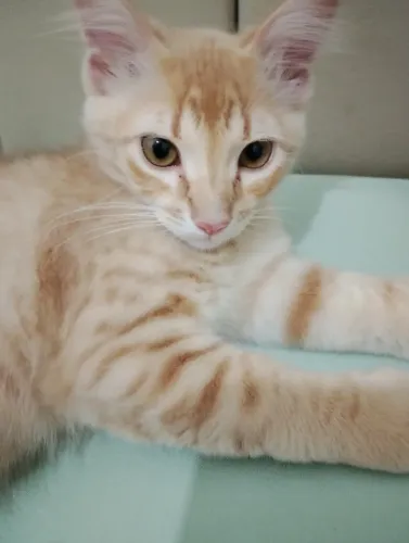 Gatinho laranjinha lindo 